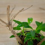 scindapsus-hederaceus