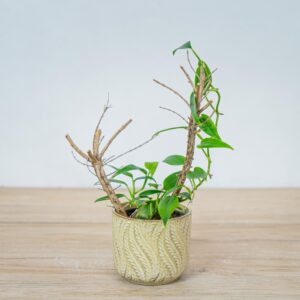 scindapsus-hederaceus