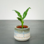 skrzydlokwiat-diamond-variegata-baby-spathiphyllum