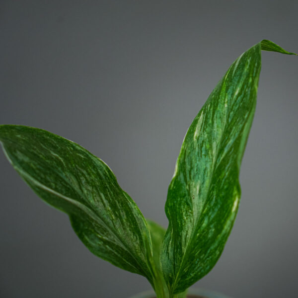 skrzydlokwiat-diamond-variegata-baby-spathiphyllum (2) skrzydlokwiat-diamond-variegata-baby-spathiphyllum