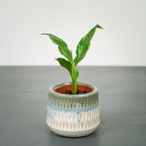 skrzydlokwiat-diamond-variegata-baby-spathiphyllum
