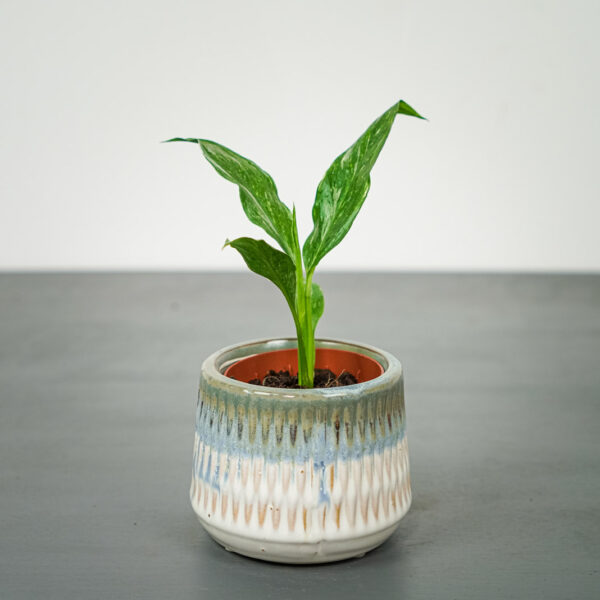 skrzydlokwiat-diamond-variegata-baby-spathiphyllum skrzydlokwiat-diamond-variegata-baby-spathiphyllum
