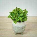 syngonium-plum-allusion