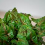 syngonium-plum-allusion