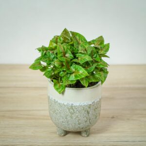 syngonium-plum-allusion