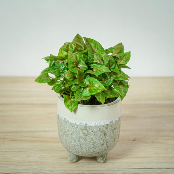 syngonium-plum-allusion syngonium-plum-allusion