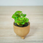 syngonium-plum-allusion-baby