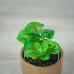 syngonium-plum-allusion-baby