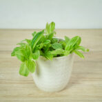 trzykrotka-quicksilver-tradescantia-fluminensis