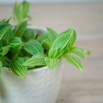 trzykrotka-quicksilver-tradescantia-fluminensis