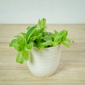 trzykrotka-quicksilver-tradescantia-fluminensis