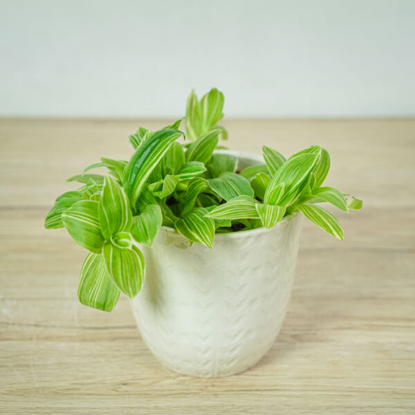 trzykrotka-quicksilver-tradescantia-fluminensis