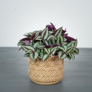 trzykrotka-zebra-tradescantia-zebrina