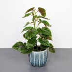 begonia-oldemor