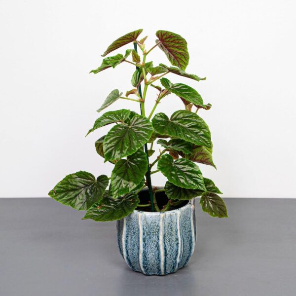 begonia-oldemor
