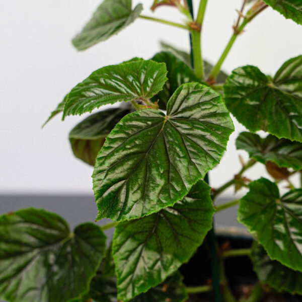 begonia-oldemor begonia-oldemor