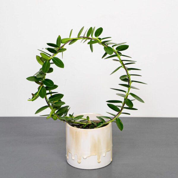 hoya-cumingiana