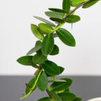 hoya-cumingiana