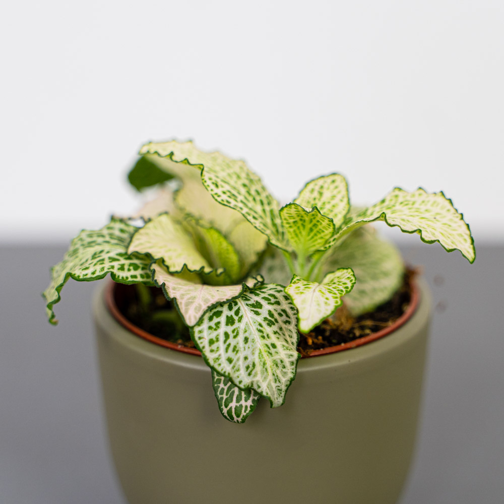 fittonia-snow-anne