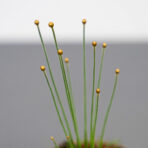 syngonanthus-mikado-trawa-ozdobna