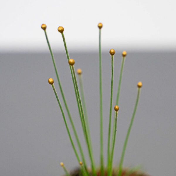 syngonanthus-mikado-trawa-ozdobna syngonanthus-mikado-trawa-ozdobna