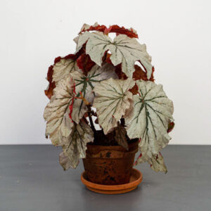 begonia-rex-noid