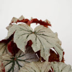begonia-rex-noid