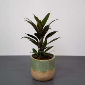 kordylina-fruticosa-rumba-cordyline