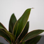 kordylina-fruticosa-rumba-cordyline