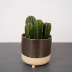 cereus-forbesii