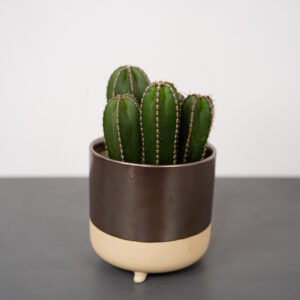 cereus-forbesii