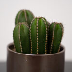 cereus-forbesii