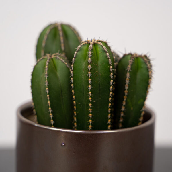 cereus-forbesii cereus-forbesii