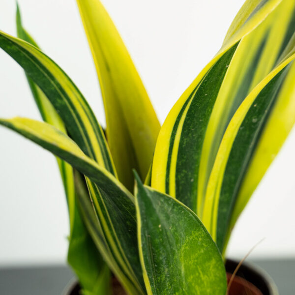 sansevieria-trifasciata-golden-flame sansevieria-trifasciata-golden-flame