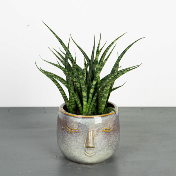 sansevieria-fernwood-punk