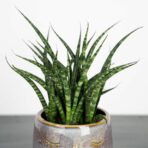 sansevieria-fernwood-punk