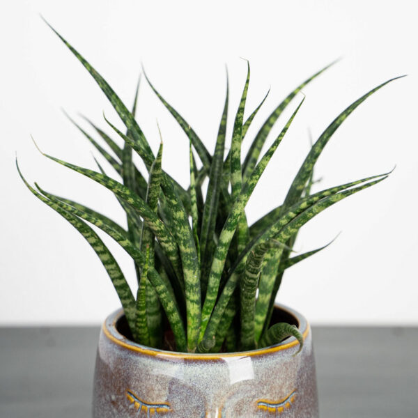 sansevieria-fernwood-punk sansevieria-fernwood-punk