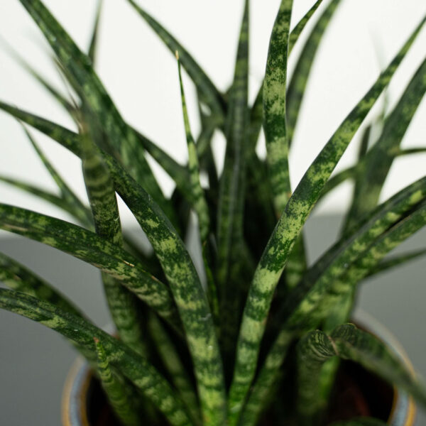 sansevieria-fernwood-punk sansevieria-fernwood-punk