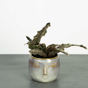sansevieria-star-canyon-granite