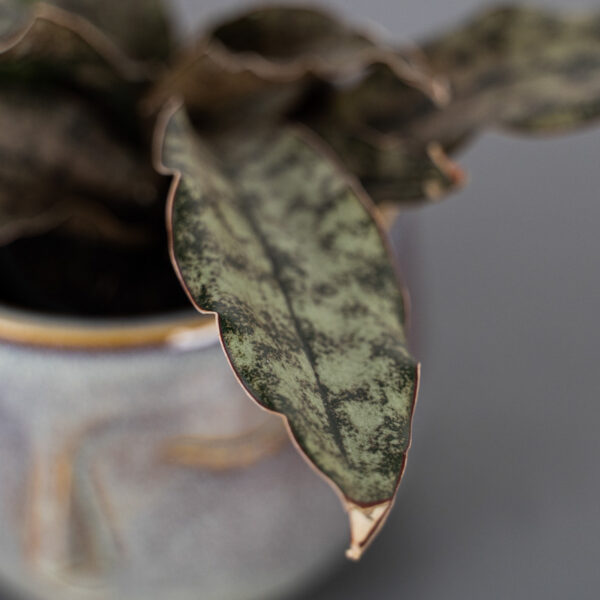 sansevieria-star-canyon-granite sansevieria-star-canyon-granite