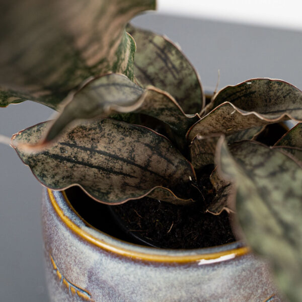 sansevieria-star-canyon-granite sansevieria-star-canyon-granite