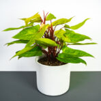 philodendron-painted-lady-sadzonka