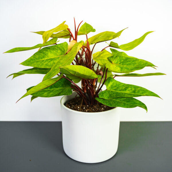 philodendron-painted-lady-sadzonka philodendron-painted-lady-sadzonka