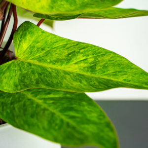 philodendron-painted-lady-sadzonka