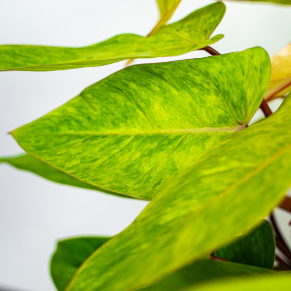 philodendron-painted-lady-sadzonka philodendron-painted-lady-sadzonka
