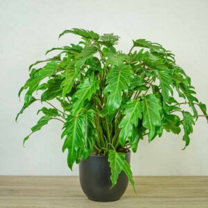 philodendron-xanadu