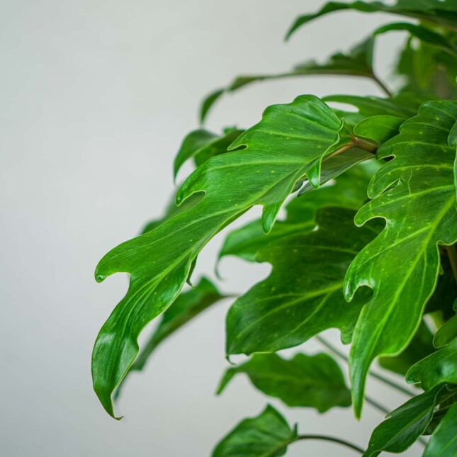philodendron-xanadu philodendron-xanadu