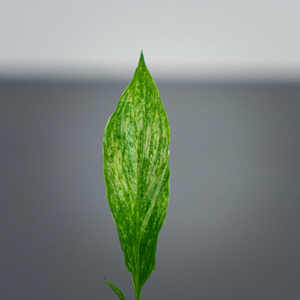 skrzydlokwiat-diamond-variegata-baby-spathiphyllum skrzydlokwiat-diamond-variegata-baby-spathiphyllum