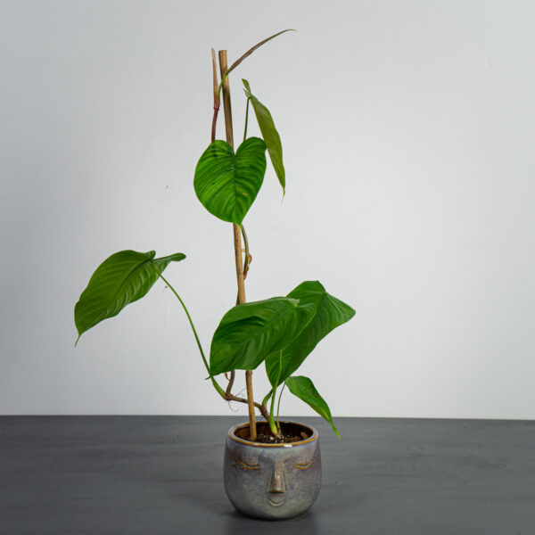 philodendron-tenue-sadzonka philodendron-tenue-sadzonka