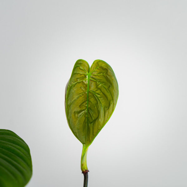 philodendron-tenue-sadzonka philodendron-tenue-sadzonka